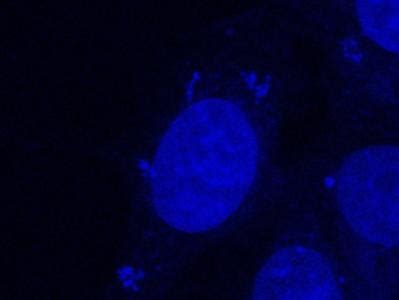 Image result for DAPI Staining 101
