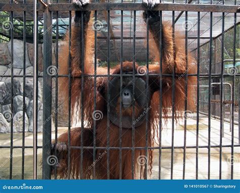 Monkey in a cage stock image. Image of face, funny, despair - 141010567