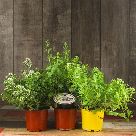 Сентябрь 2022 — luxuryplants.ru