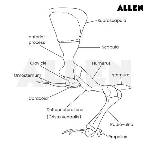 Pectoral Girdle of a Frog: Function, Anatomy, Types