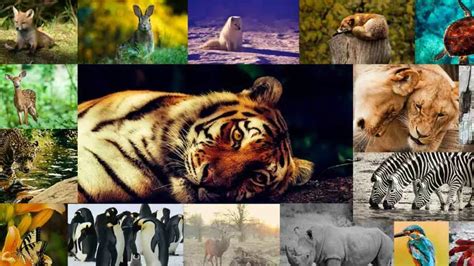 World Wildlife Day 2023 Observed Today, Know its Evolution, Theme ...