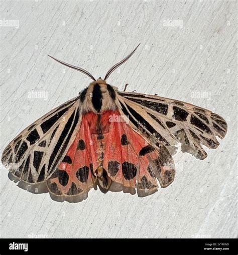 Virgin tiger moth hi-res stock photography and images - Alamy