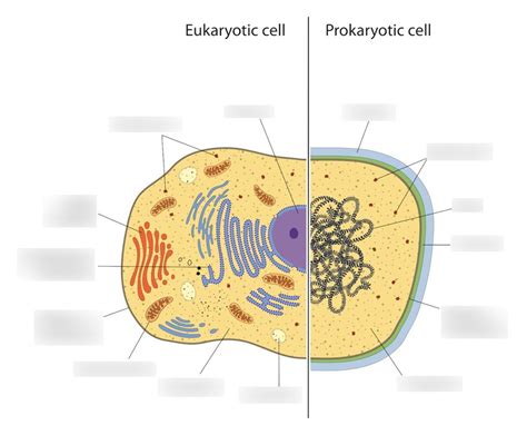 Cell Structure and Function 的图像结果