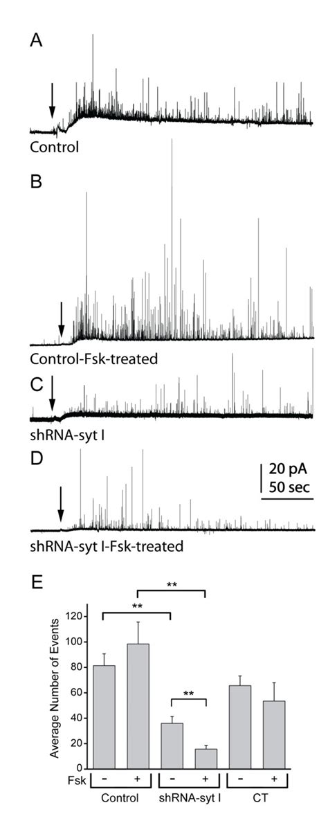 Image result for Negative Control for SysV