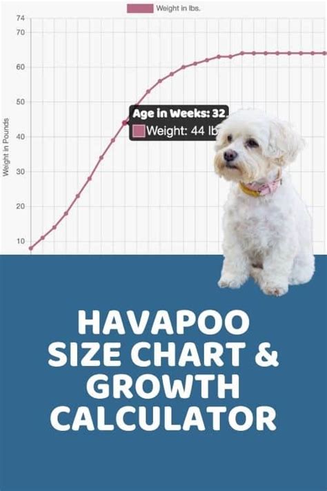 Havapoo Size 的图像结果