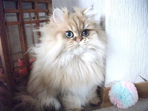 Persische Rennmäuse in liebevolle Hände zu geben in Blankenfelde ...