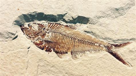 Did Nocturnality Help Fishes Survive Mass Extinction Events? | NewsClick