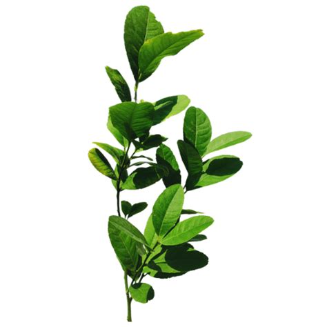 Buy Mosambi Tree Online | Manbhawan Nursery