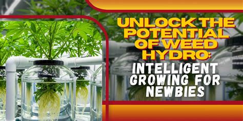 Marijuana Seeds Quebec | Crop King Seeds