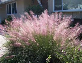 Image result for Pink Muhly Grass Landscape