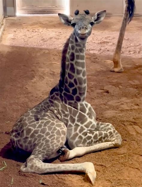 Phoenix Zoo has a new baby female Masai giraffe. Here's the cute calf ...