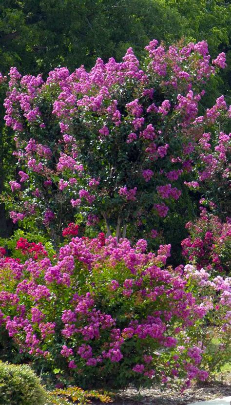 America's Crape Myrtle City - Crape Myrtle Trails of McKinney, Texas