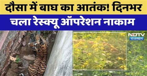 Tiger Rescue Operation : दौसा में बाघ का आतंक! दिनभर चला रेस्क्यू ...