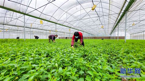重庆市璧山区七塘镇：打造绿色农业产业基地促进农业增效农民增收 - 企业时报网