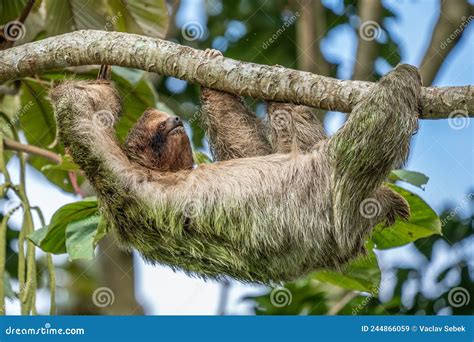 A Sloth Smiling at the Camera while Hanging in the Costa Rican Jungle ...