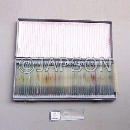 Zoology Prepared Slides – japson.com
