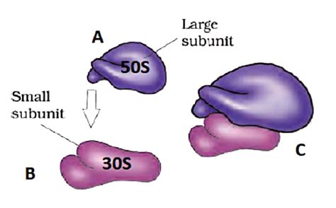 Analyze the diagram given below, and select the correct option ...