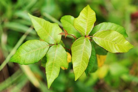 What Does Poison Ivy Look Like? How to ID and Avoid It | Reader's Digest