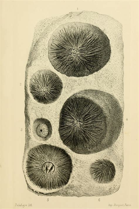 Cailliaud y Ferlini: creador y destructor de mundos | Meer