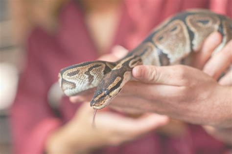 Image result for Python Hissing