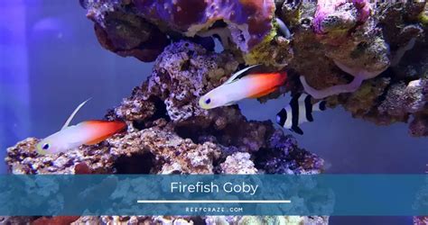 Image result for Interpreter Example in Python