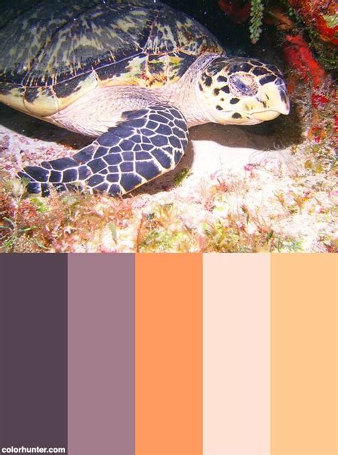 Hawksbill Sea Turtle Color Palette | Sea turtle, Sea and ocean, Color palette design