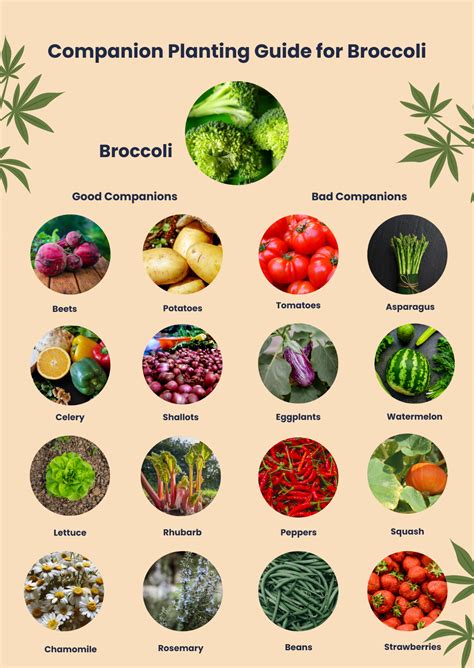Vegetable Companion Planting Chart For Colorado