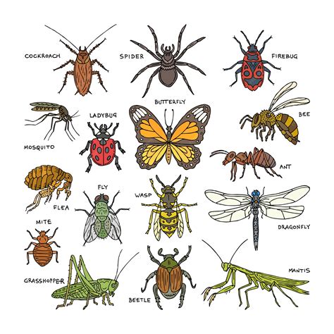 Premium Vector | Insect beetle bug or ant and flying bee or butterfly ...