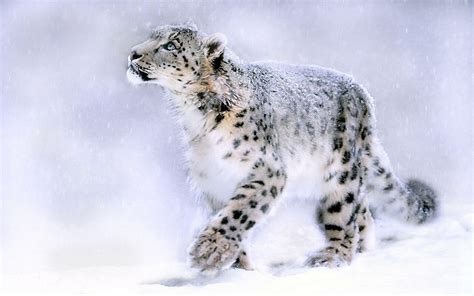 Snow Leopard Wallpapers - Top Free Snow Leopard Backgrounds ...