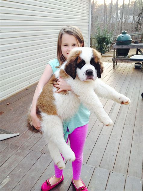 Saint Bernard puppy 10 weeks old | Cachorro são bernardo, São bernardo ...