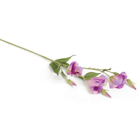 Buy Purple Lisianthus Flowers online in India – Home4u