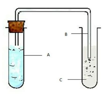 4.Why does the lime water turn milky in the test tube C when mixed with ...