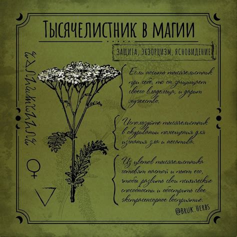 Тысячелистник в магии в 2024 г | Пучки сушёных трав, Зеленая ведьма, Трава