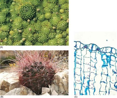 Biology Plants 的图像结果