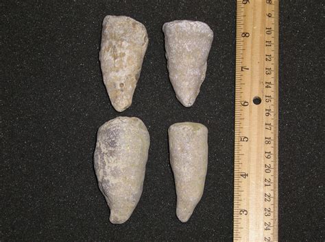 Four Large Horn Coral Fossils From Kentucky - Etsy