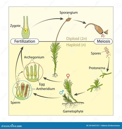 Life Cycle Moss
