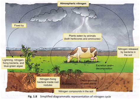 What is Nitrogen Fixation and Nitrogen Cycle - CBSE Library