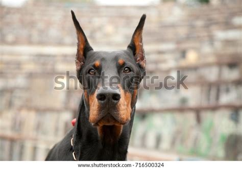 Doberman Scary 的图像结果