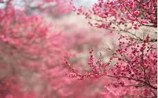 Cherry Blossom Background by Cherry Blossom Backgrounds Wallpaper Cave Cherry Blossom Background