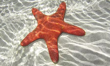 清楚的海洋海星水 库存照片. 图片 包括有 清楚的海洋海星水 - 5984514