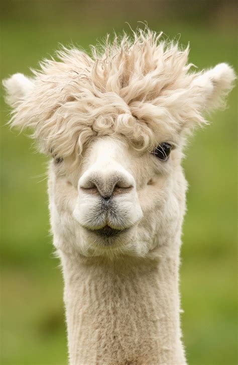 Alpaca fancy head hair style - About Wild Animals
