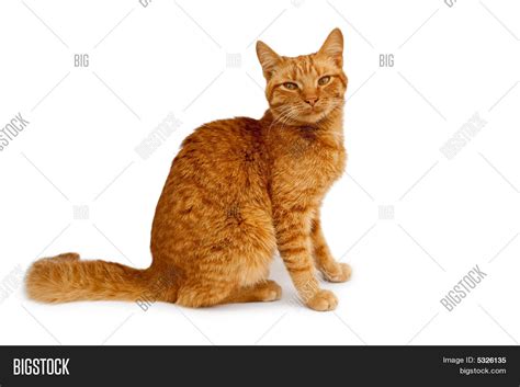 Image result for Rust Red Cat