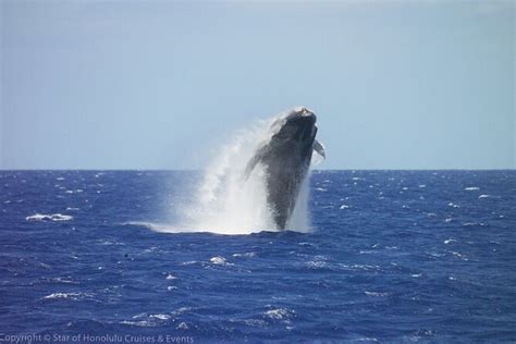 Oahu Whale-Watching Cruise with Breakfast or Lunch Option 2022 - Viator