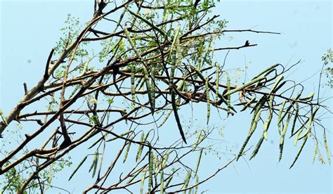 Moringa tree seed could bring clean water to millions- The Week