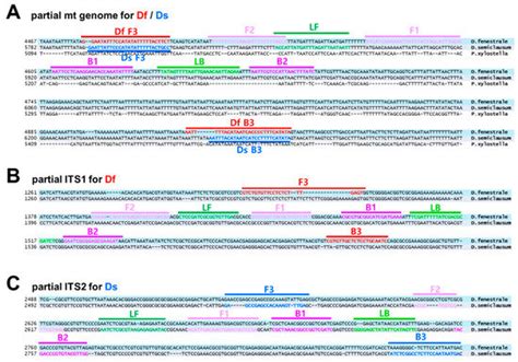 Identification of Two Diamondback Moth Parasitoids, Diadegma fenestrale ...