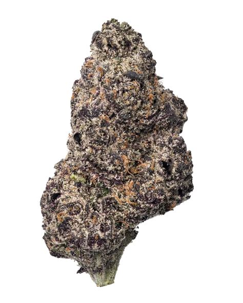 Trojan Horse – Nurse Wellness