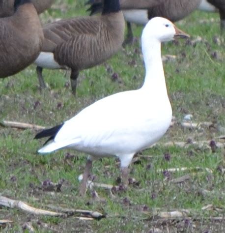 Snow Goose Numbers 的图像结果