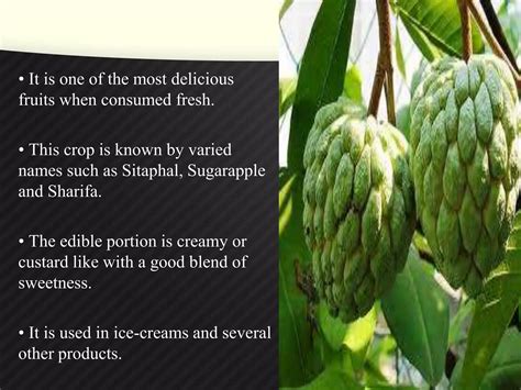 Pop custard apple(sitaphal) | PPT