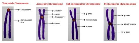 Name the types of chromosomes based on the position of centromere and ...