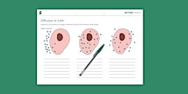 KS3 Diffusion in Cells Worksheet | Beyond Science